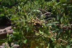 Syzygium heyneanum